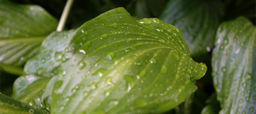 dew-drop-fern