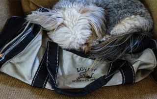 dog-wrestling-bag