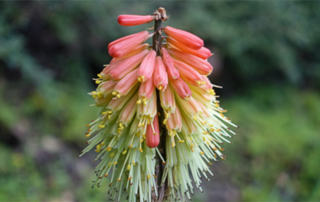 flower-orange-funky