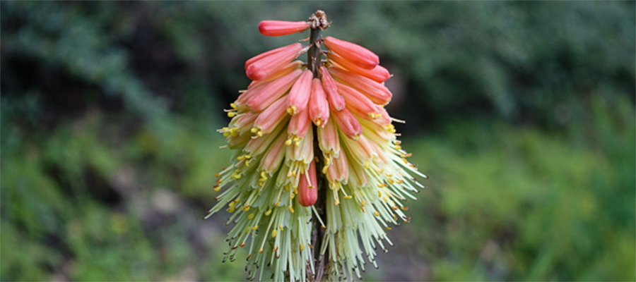 flower-orange-funky