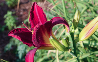 flower-red-reaching