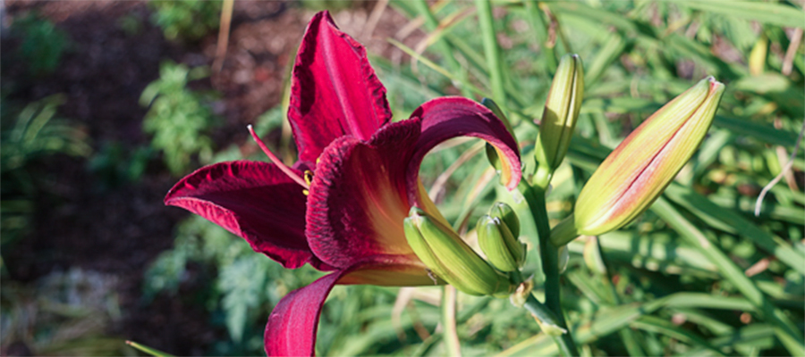 flower-red-reaching