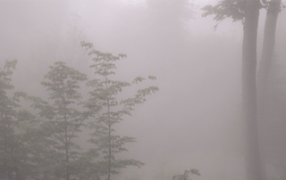 mist-in-trees