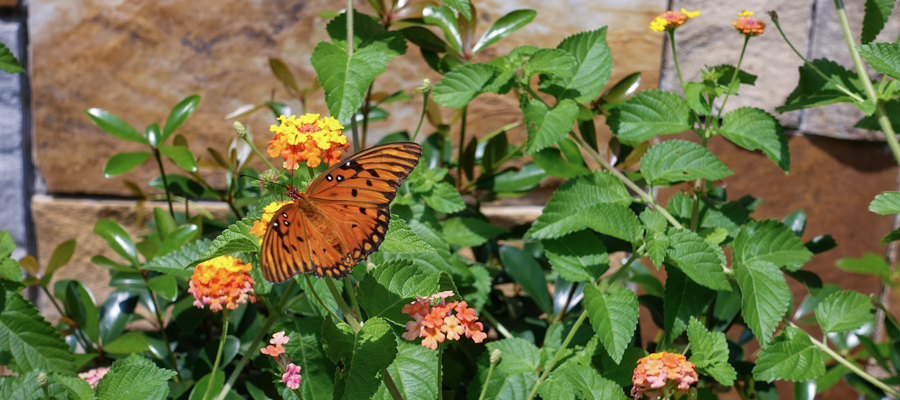 butterfly-ignatius-house