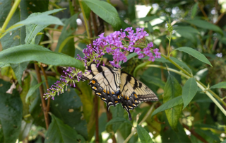 butterfly-purple-flower