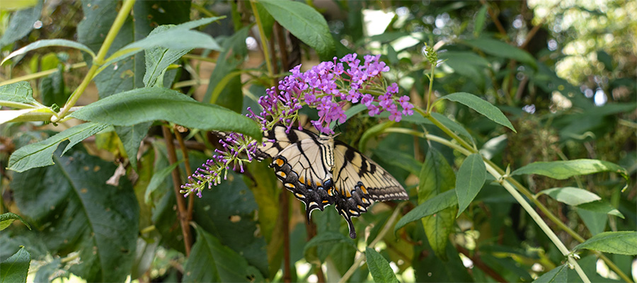 butterfly-purple-flower