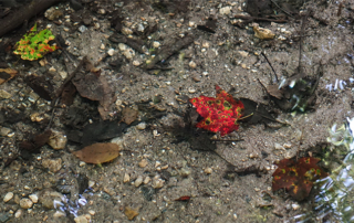 fall-leaf-ripples