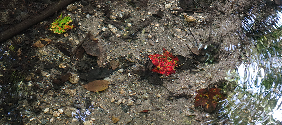 fall-leaf-ripples