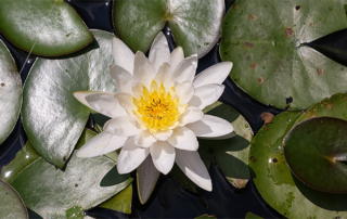 flower-white-lillypads