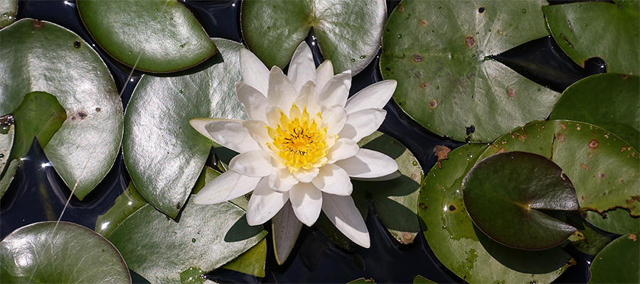 flower-white-lillypads