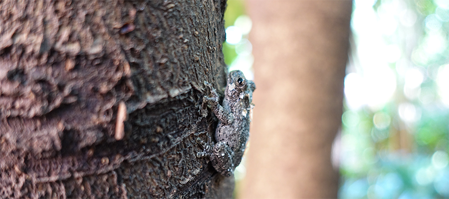 frog-camo