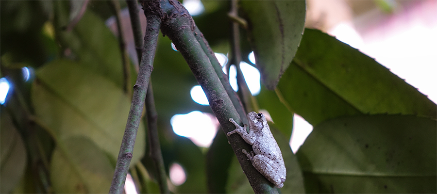 frog-hang-on