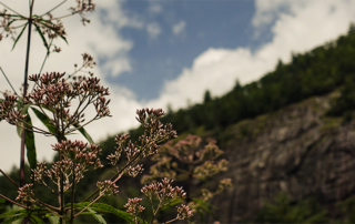 hill-flower-sky