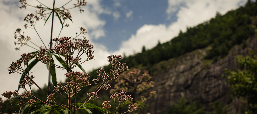 hill-flower-sky