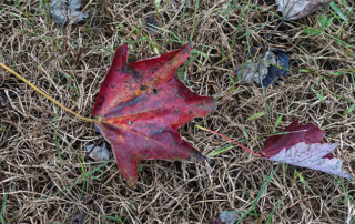 leaf-red-dying