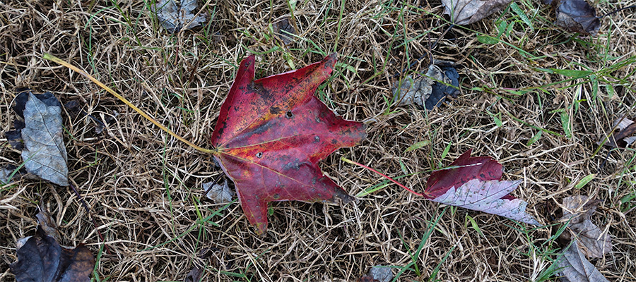 leaf-red-dying