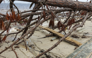 beach-debris