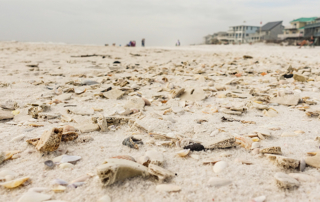 shells-beach