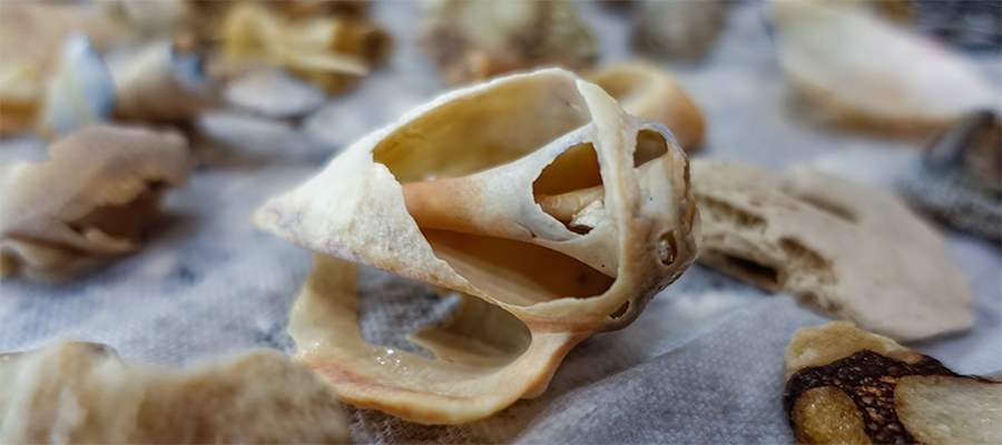 skeleton-shell