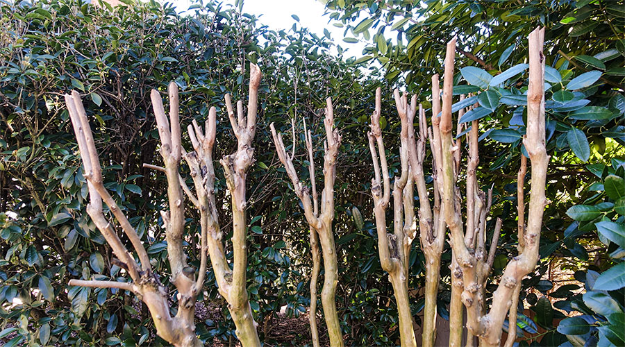 pruned-branches