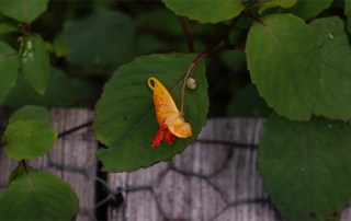 flower-leaf