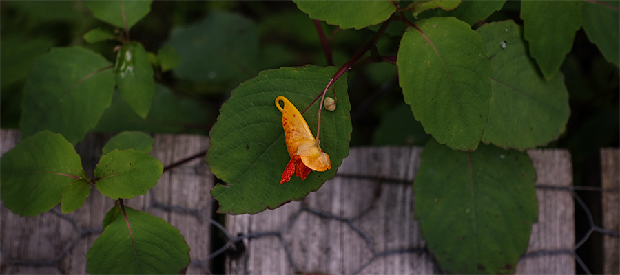 flower-leaf