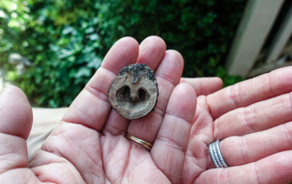 heart-nut-hand