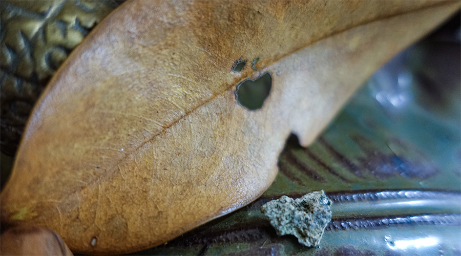heart-stone-leaf