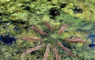 pond-sticks