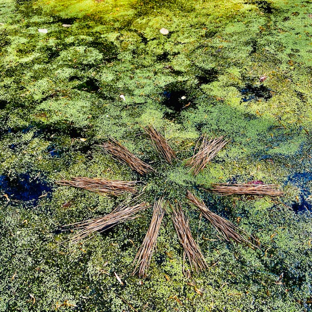 pond-sticks