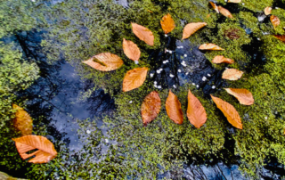 pond-art