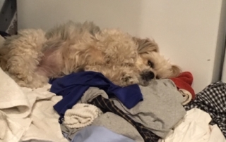 laundry-Gracie