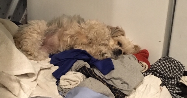 laundry-Gracie