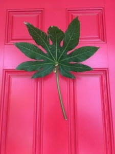 pink-door