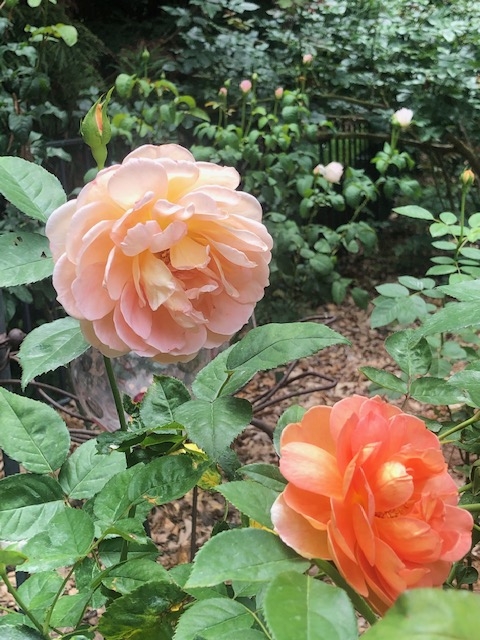 pink-orange-flower