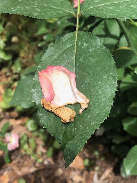 leaf-petal