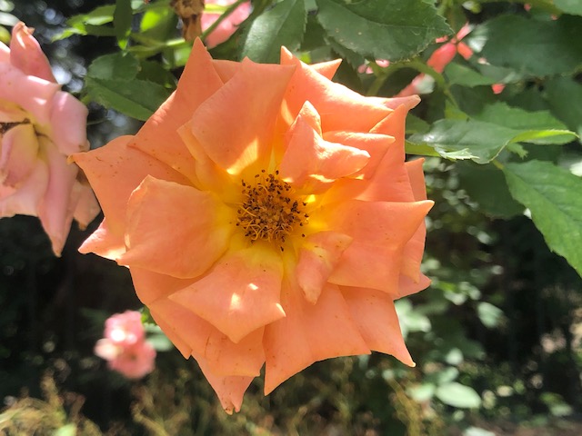 orange-bloom