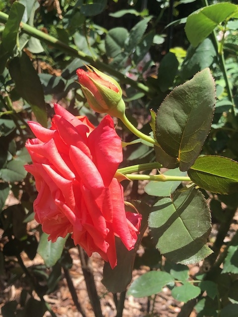 red-flowers