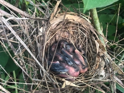 baby-birds