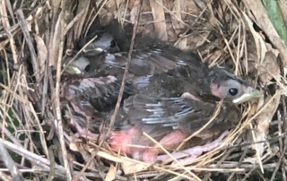 baby-birds