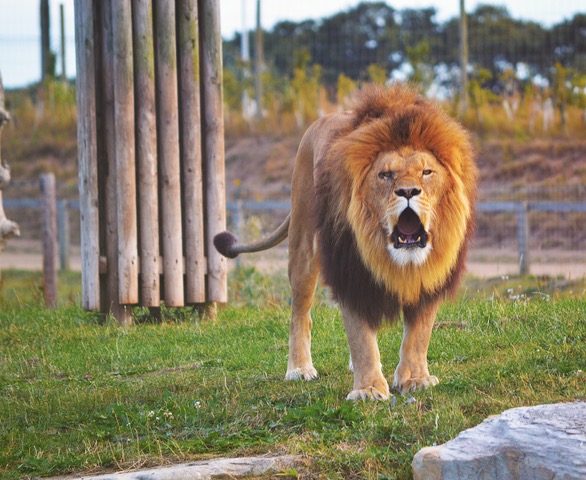 roaring-lion