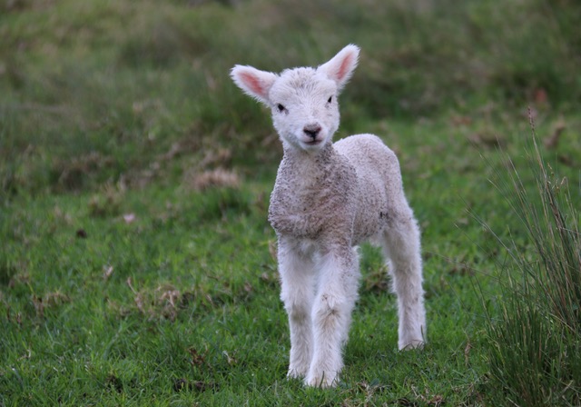 lamb