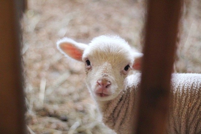 lamb