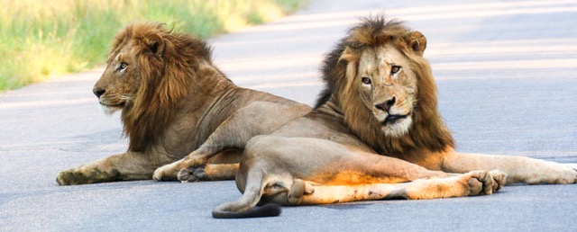 two-lions