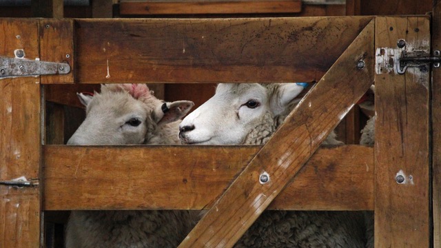 lamb-gate