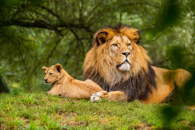 protective-lion