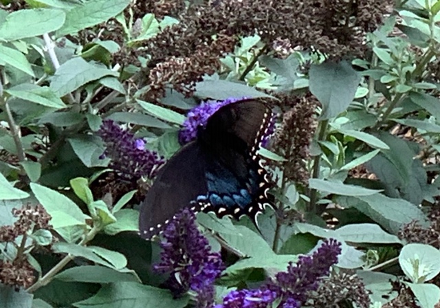 black-butterfly