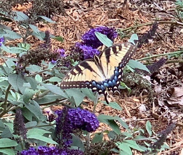 yellow-butterfly