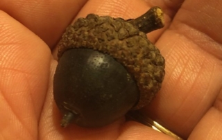 black-acorn