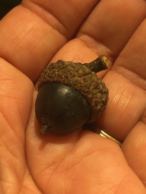 black-acorn